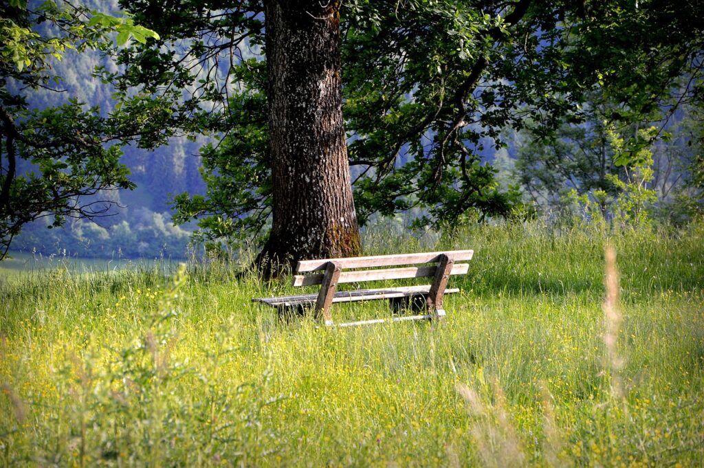 bank, bench, seating, relax, nature, silence, tree, wooden bench, allgäu, hike, meadow, meadow flowers, allgäu, allgäu, meadow flowers, meadow flowers, meadow flowers, meadow flowers, meadow flowers